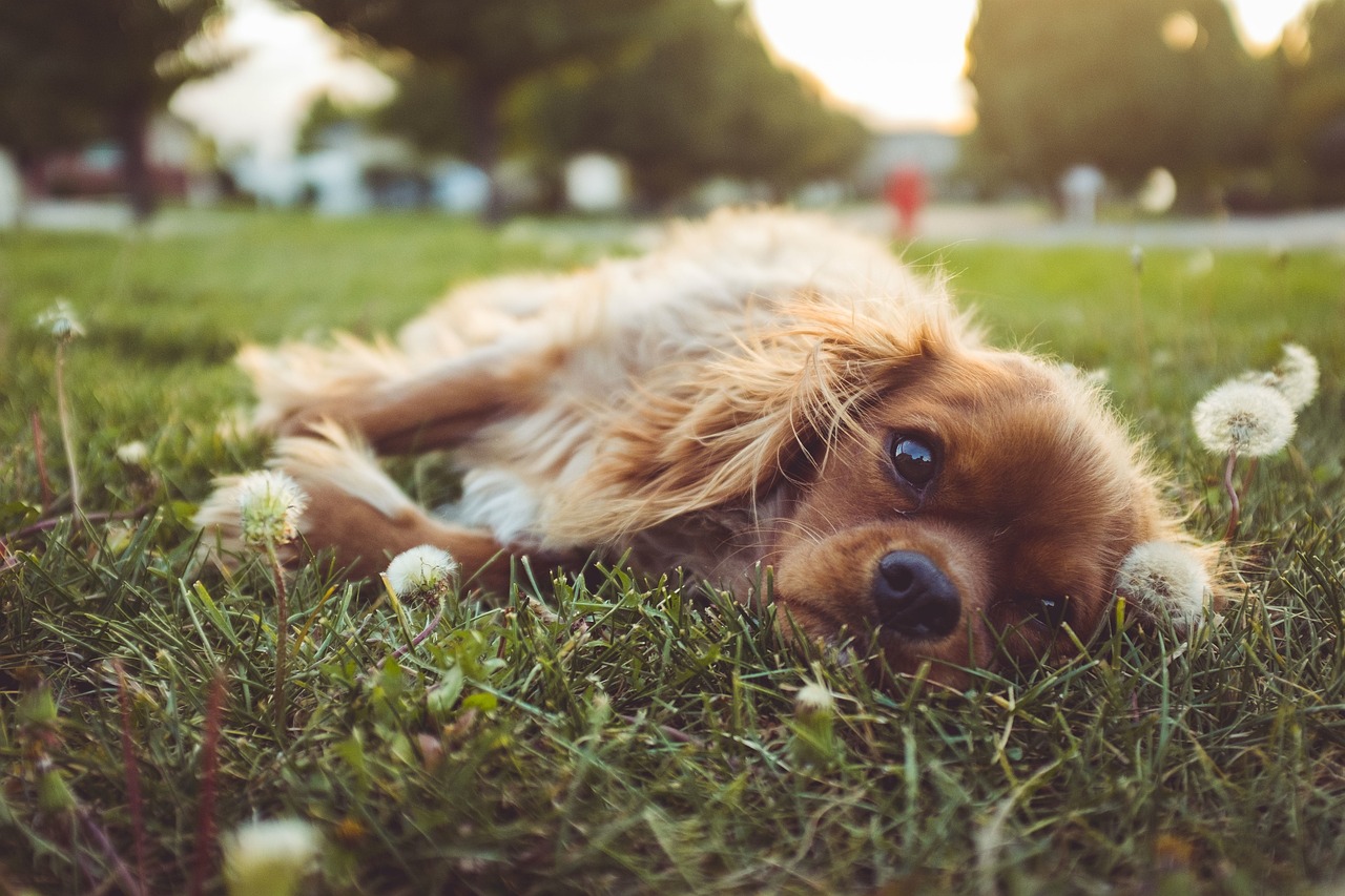 狗的狂犬病潜伏期一般多长时间,持久性执行策略_锌版54.80.51